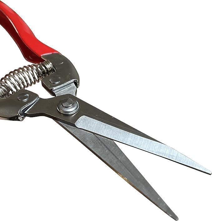GARDEN GURU Straight Stainless Steel Pruner Pruning Shears Clippers Snips – Sharp Bonsai Cutter Plant Trimming Scissors – Straight Blade – Great for Roses Flowers Herbs Fruits - 1 Case (50 Pcs)