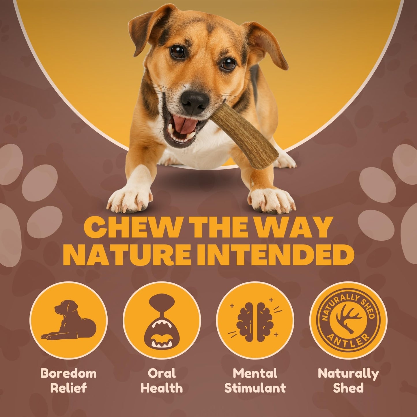 Whitetail Naturals - 3 Pack Medium - Deer Antler Dog Chews - Antlers for Medium Dogs - Long Lasting, Naturally Shed Antler Dog Bones