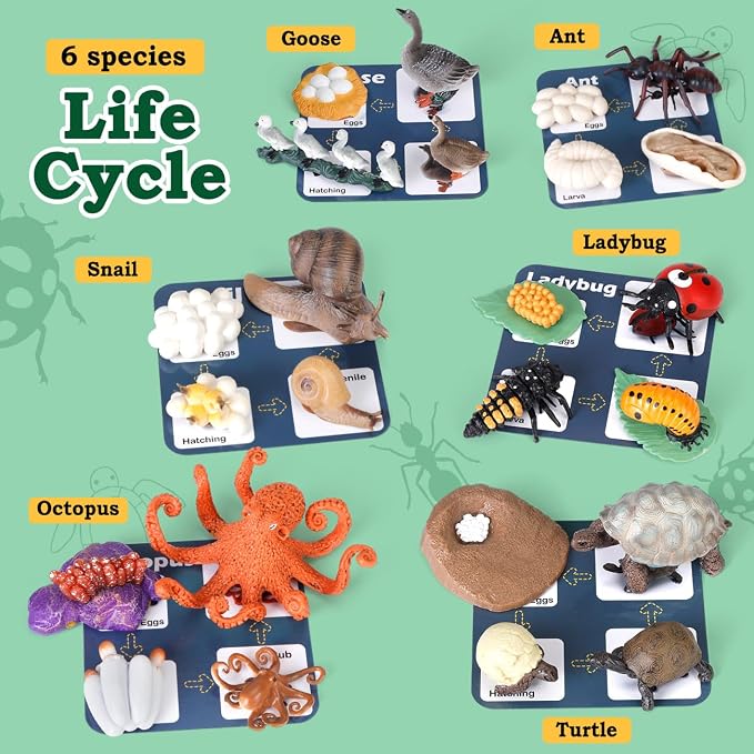 Life Cycle Toys for Kids - Life Science Education Kits: Ladybug, Ants, Goose, Land Turtle, Snail, Octopus - 24 Pieces Animal Models STEM Learning Toys for 3-10 Year Old