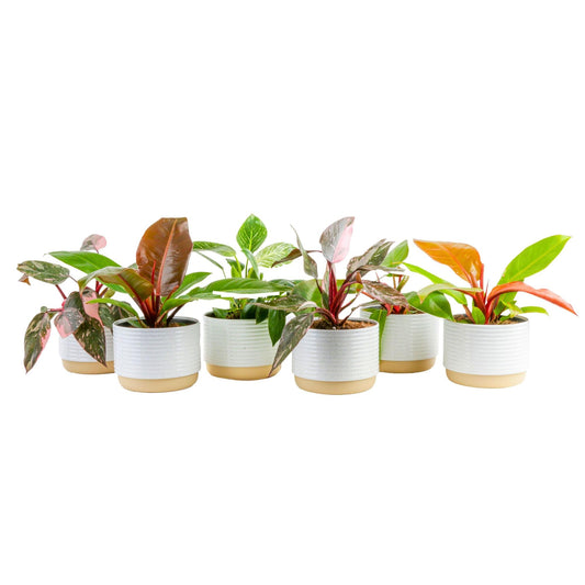 Costa Farms Philodendron Live Plants (Pack of 6), Easy to Grow Indoor Houseplants, Grower's Choice Collection, Potted in Minimal Decor Plant Pots, Potting Soil, Housewarming Gift, Home and Room Decor